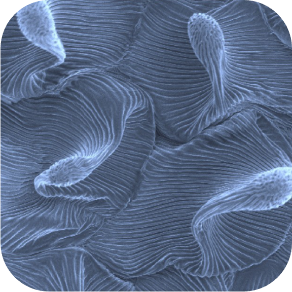 NCCR Bio-inspired Materials International Conference