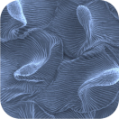 NCCR Bio-inspired Materials International Conference